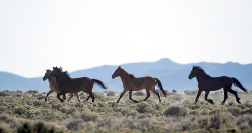 Rick Egan  |  The Salt Lake Tribune

Wild horses on BLM land northwest of Cedar City, Wednesday, April 23, 2014