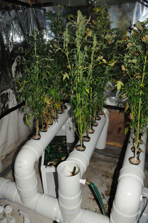 (Investigation photos)

Marijuana plants found growing in Matthew David Stewart's house in Ogden.