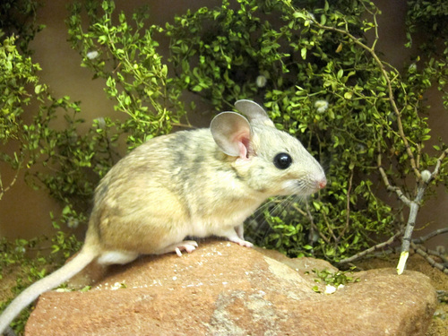 Courtesy Kevin Kohl  |  University of Utah
A captive desert woodrat, also known as a packrat, stands on a rock near branches from a toxic creosote bush. A new University of Utah study shows how microbes in the gut play a key role in letting mammals such as woodrats digest and survive on creosote, juniper and other toxic plants. The researchers used antibiotics to kill gut microbes, rendering creosote-eating woodrats unable to digest the plant. They also transplanted feces from woodrats that ate creosote into woodrats that ate juniper. That transplanted fecal gut microbes gave the latter woodrats the ability to digest creosote.