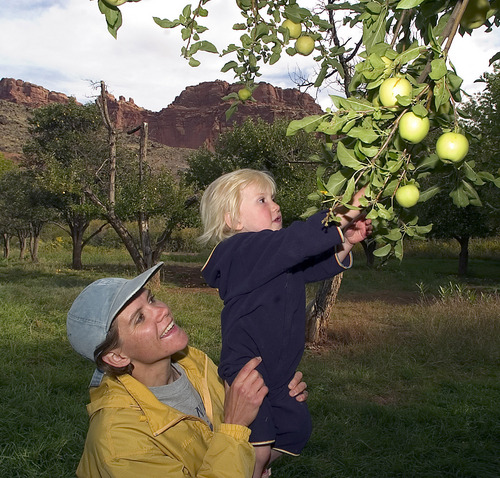 Al Hartmann  |  Tribune file photo
Jody Clark gives her daughter Rachel, a boost to reach some apples at Capitol Reef National Park Orchard in 2005. Apple picking in September is a great family activity to combine with camping in the park.