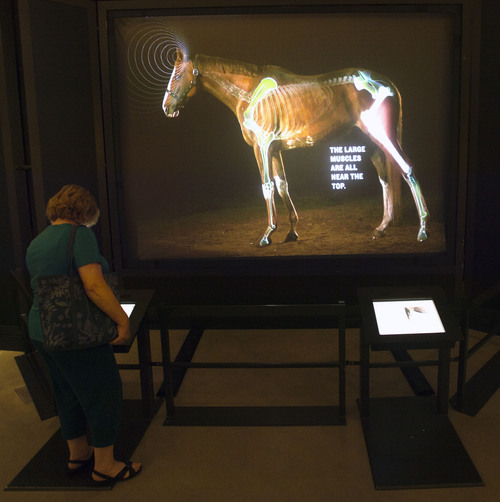 Steve Griffin  |  The Salt Lake Tribune


Visitors can use an interactive exhibit of a moving horse during the opening of "The Horse"--an exhibit from the American Museum of Natural History in New York City, in Salt Lake City, Utah Monday, July 21, 2014.  The exhibit illuminates the story of how humans have shaped the horse and how the horse, in turn, has shaped us. The special exhibition includes cultural objects from around the world, a hand-painted diorama depicting the evolution of the horse and interactive displays that invite visitors to test their strength in horsepower, identify different breeds and look inside a life-size, moving horse.