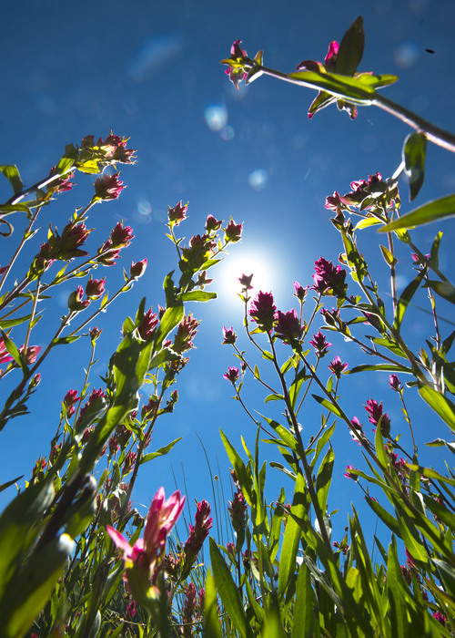 Steve Griffin  |  The Salt Lake Tribune
Flowers are in bloom in Albion Basin in Alta, Utah on Monday.