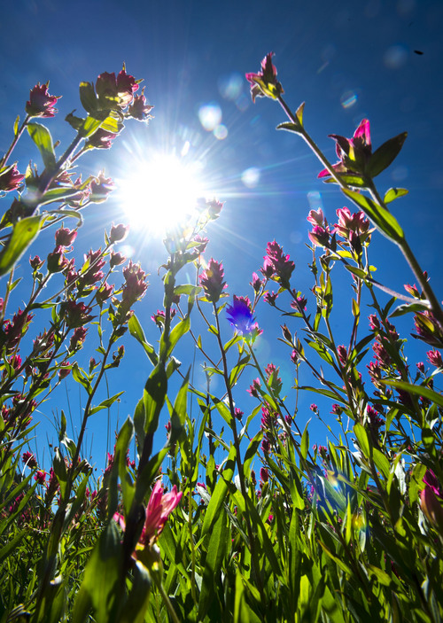 Steve Griffin  |  The Salt Lake Tribune


Flowers are in bloom in Albion Basin in Alta, Utah Monday, July 21, 2014.