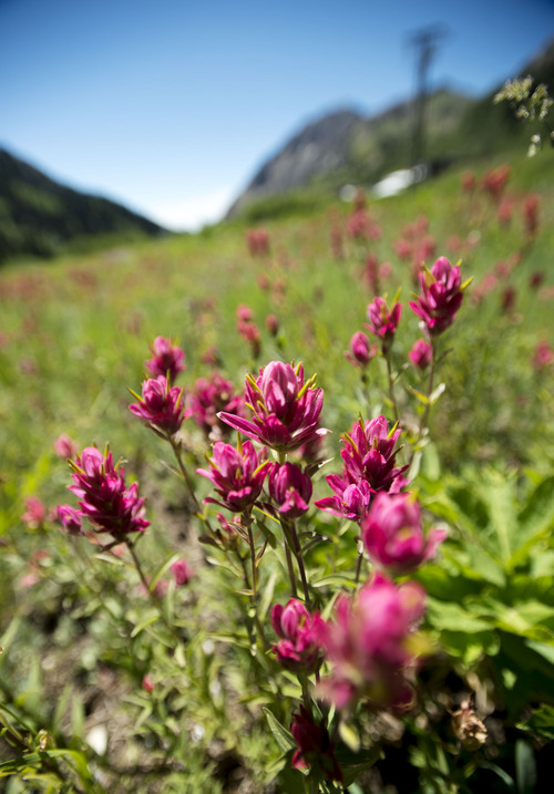 Steve Griffin  |  The Salt Lake Tribune


Flowers are in bloom in Albion Basin in Alta, Utah Monday, July 21, 2014.
