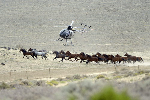 Al Hartmann  |  The Salt Lake Tribune 
Helicopter "rounds up" herd of wild horses across Blawn Wash about 35 miles southwest of Milford.   The BLM began rounding up wild horses in the area Monday July 28 hoping to capture up to 140 this week.  The helicopter pushes the horses across large distances to a funnel fence where they are corraled and then trucked to a holding facility.