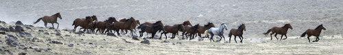Al Hartmann  |  The Salt Lake Tribune 
Helicopter "rounds up" herd of wild horses across Blawn Wash about 35 miles southwest of Milford.   The BLM began rounding up wild horses in the area Monday July 28 hoping to capture up to 140 this week.  The helicopter pushes the horses across large distances to a funnel fence where they are corraled and trucked to a holding facility.