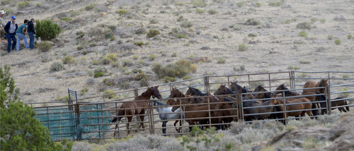 Al Hartmann  |  The Salt Lake Tribune 
A helicopter "rounds up" a band of wild horses about 35 miles southwest of Milford, Utah, on Monday, July 28, 2014. Two days later, a yearling filly died when she slammed into a temporary holding corral panel. A 7-year-old mare with a deformed leg and protruding hip from a previous broken leg was euthanized the same day. During a roundup, a helicopter pushes the horses across large distances into a funnel fence leading into a corral.