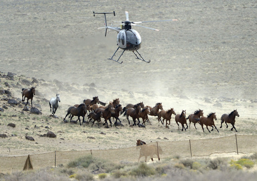 Al Hartmann  |  The Salt Lake Tribune 
A helicopter "rounds up" a band of wild horses about 35 miles southwest of Milford, Utah, on Monday, July 28, 2014. Two days later, a yearling filly died when she slammed into a temporary holding corral panel. A 7-year-old mare with a deformed leg and protruding hip from a previous broken leg was euthanized the same day. During a roundup, a helicopter pushes the horses across large distances into a funnel fence leading into a corral.