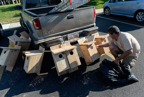 Francisco Kjolseth  |  The Salt Lake Tribune
Shawn Hawks, a research biologist with Hawkwatch International prepares nesting boxes at Tanner Park. The organization received approval from Salt Lake County to install a number of kestrel boxes on county property as part of a study to try to determine why populations of the raptors are declining.