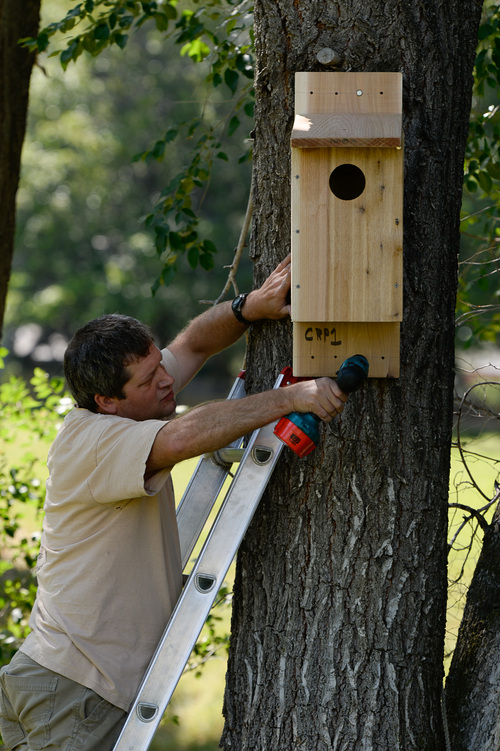 Francisco Kjolseth  |  The Salt Lake Tribune
Shawn Hawks, a research biologist with Hawkwatch International, puts up a nesting box at Canyon Rim Park. The organization received approval from Salt Lake County to install a number of kestrel boxes on county property as part of a study of declining raptor populations.