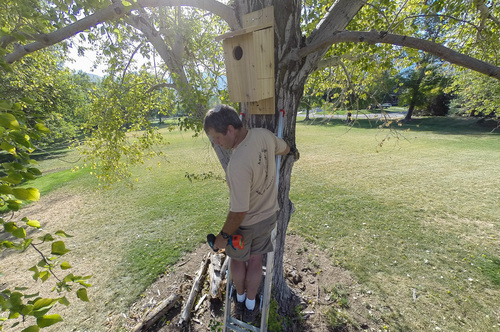 Francisco Kjolseth  |  The Salt Lake Tribune
Shawn Hawks, a research biologist with Hawkwatch International, puts up a nesting box at Tanner Park. The organization received approval from Salt Lake County to install a number of kestrel boxes on county property as part of a study to try to determine why populations of the raptors are declining.
