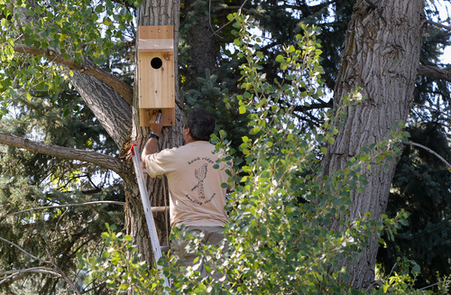 Francisco Kjolseth  |  The Salt Lake Tribune
Shawn Hawks, a research biologist with Hawkwatch International, puts up a nesting box at Tanner Park. The organization received approval from Salt Lake County to install a number of kestrel boxes on county property as part of a study to try to determine why populations of the raptors are declining.