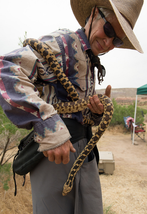 Francisco Kjolseth  |  The Salt Lake Tribune
Nancy Orr, a longtime river guide and volunteer with SPLORE, makes a new friend as she holds a gopher snake during a recent trip down the Colorado River.