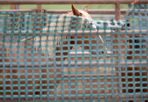 Al Hartmann  |  The Salt Lake Tribune 
Wild horses from Blawn Wash about 35 miles southwest of Milford settle down in a visually protected corral after being rounded up by helicopter .  The BLM began rounding up wild horses in the area Monda,y July 28, and removed 143 from the range by the time the roundup ended Thursday, July 31, 2014.