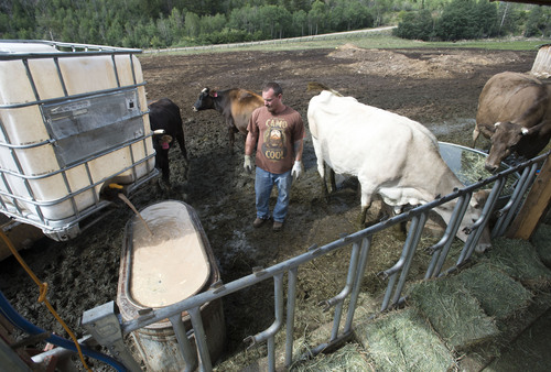 Steve Griffin  |  The Salt Lake Tribune

Gold Creek Farms ranch manager Ricky Dynes fills a trough with stillage from High West Distillery at the farm near Kamas on Friday, Aug. 1, 2014.