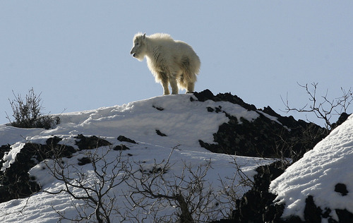 Scott Sommerdorf   |  The Salt Lake Tribune
A mountain goat kid bleats as it tries to locate its parents as they forage for food on a rocky cliff up Big Cottonwood Canyon, Sunday, February 3, 2013.