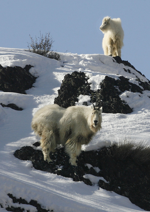 Scott Sommerdorf   |  Tribune file photo
A mountain goat kid, above, follows an adult as they forage for food on a rocky cliff up Big Cottonwood Canyon in February.