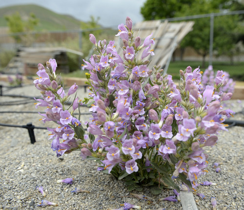 Al Hartmann  |  The Salt Lake Tribune
One of several Graham's Beardtongue plants that Red Butte Garden botanists have transplanted in their conservation trial bed are in full bloom Tuesday May 6.   They have taken hold and are now producing some seeds.   The rare desert flower only grows on oil shale outcrops and is proposed for listing under the Endangered Species Act.
