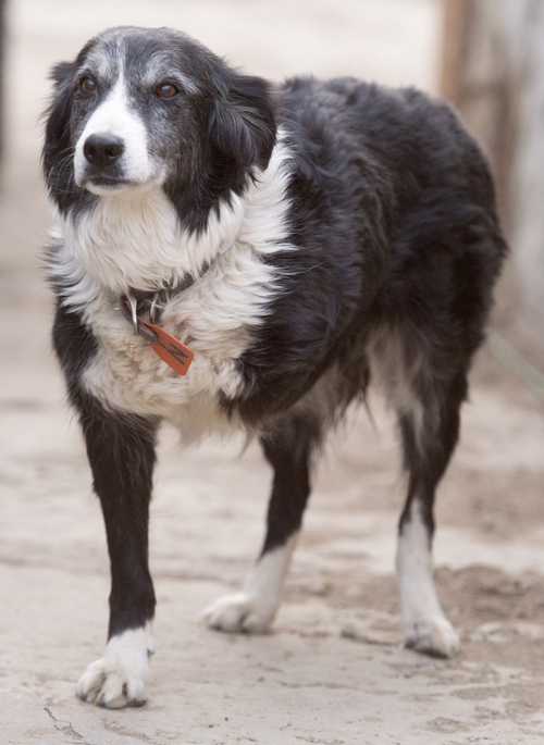 Rick Egan  |  The Salt Lake Tribune

Butch Jensen's three-legged dog, Midge, stretches out at the ranch on the Tavaputs Plateau, Saturday, June 14, 2014