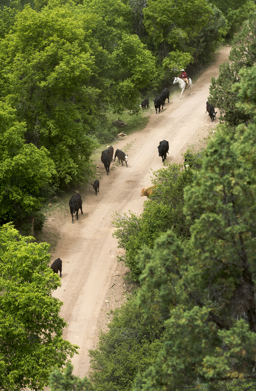 Rick Egan  |  The Salt Lake Tribune

Cowboys herd cattle in Range Creek Canyon on a drive from the desert lowlands to the high mountain pastures of the Tavaputs Plateau, Saturday, June 14, 2014.