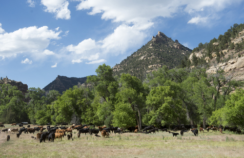 Rick Egan  |  The Salt Lake Tribune

Cattle graze in a meadow in Range Creek Canyon during a drive from the desert lowlands to the high mountain pastures of the Tavaputs Plateau, Saturday, June 14, 2014.