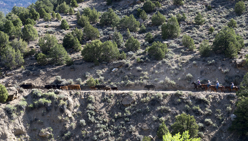 Rick Egan  |  The Salt Lake Tribune

Cowboys herd cattle up Little Horse Canyon on a drive from the desert lowlands to the high mountain pastures of the Tavaputs Plateau, Saturday, June 14, 2014.