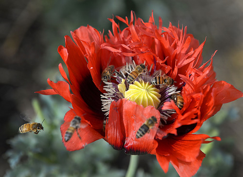 Al Hartmann  | The Salt Lake Tribune
Bees swarm an open poppy flower Wednesday June 25 in Salt Lake City.