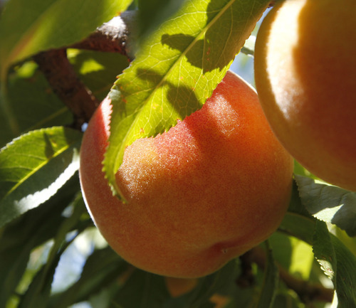 Al Hartmann  |  The Salt Lake Tribune
An almost-ripe Briscoe peach on the tree at Smith Orchard in Provo. Owner