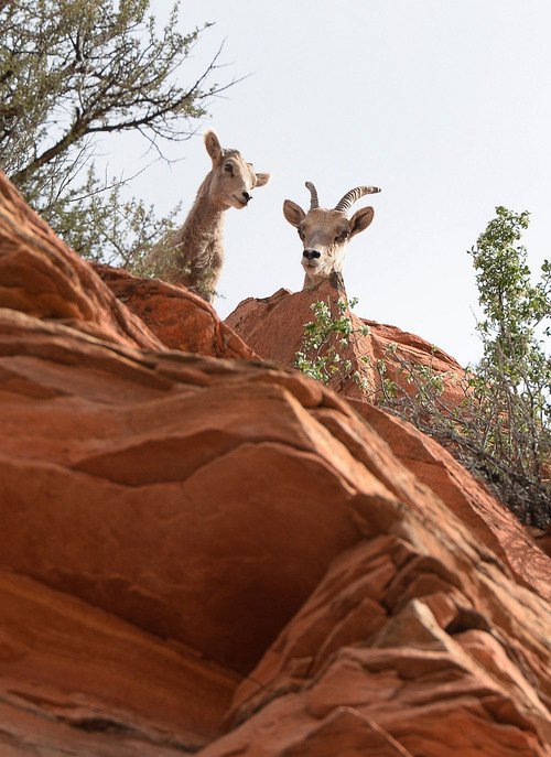 Franciso Kjolseth  |  The Salt Lake Tribune
A group of desert bighorn sheep near the Checkerboard Mesa in Zion National Park hang out near the road 
in April of 2014. Recently volunteers at the park witnessed a remote controlled drone flying close to a herd on the eastern side of the park.