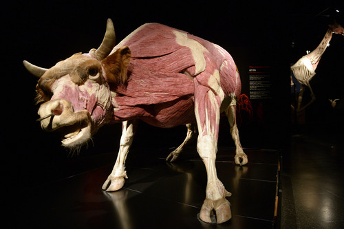 Al Hartmann  |  The Salt Lake Tribune
Bovine (cow) at The Leonardo's new exhibit, "Animal Inside Out".  The exhibit shows animal anatomy in incredible detail. It runs through Labor Day.