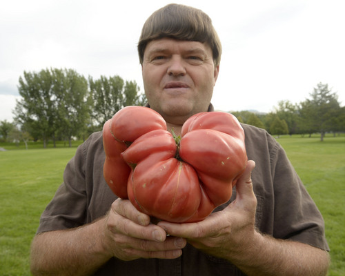 Al Hartmann  |  The Salt Lake Tribune
Dale K. Thurber holds his giant tomato in Salt Lake City on Monday, Aug. 25, after having it  weighed on the Utah Department of Agriculture's official scale.  It weighed in at 3.754pounds, breaking the old state record, also held by Thurber.  It grew from seeds shared in 2010 from a tomato grower in England called "Michael's Portugese Monster." This one grew abnormally large when at least eight blossoms converged to make one giant tomato.