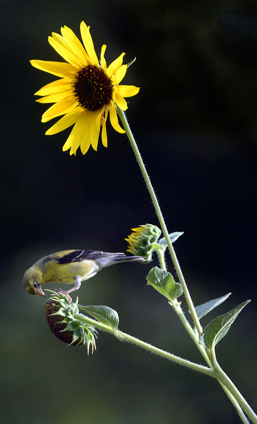 Al Hartmann  |  The Salt Lake Tribune
The end of Summer ?  Goldfinch pecks on sunflowers in a Salt Lake City garden Tuesday August 26.
