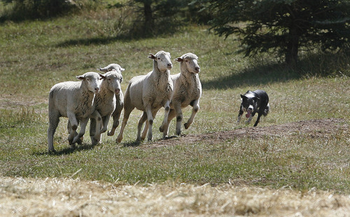 Scott Sommerdorf  |  The Salt Lake Tribune
Tom Wilson's dog Roy works with a group of sheep at the 2013 Soldier Hollow Sheepdog Competition. This year's competition runs through Monday.