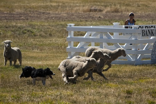 Chris Detrick  |  Tribune file photo
Amelia Smith and her dog Mirk herd sheep during the 2010 Soldier Hollow Classic Sheepdog Championships. The Soldier Hollow Classic is taking place again this weekend through Monday.