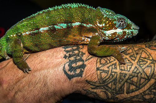 Chris Detrick  |  The Salt Lake Tribune
Ryan Woodbury holds 'Bart,' a Tamatave Panther Chameleon, during ReptiDay at the Davis County Fairgrounds Saturday August 30, 2014. ReptiDay is a one-day show and sale featuring reptiles and exotic animals. See live animals from around the world, purchase pets and pet products and learn about the creatures at live seminars and demonstrations.