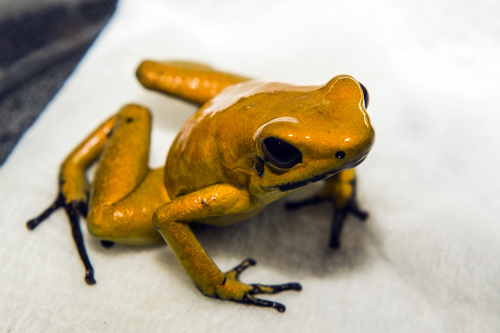 Chris Detrick  |  The Salt Lake Tribune
A yellow sub-adult terribilis Dart frog during ReptiDay at the Davis County Fairgrounds Saturday August 30, 2014. ReptiDay is a one-day show and sale featuring reptiles and exotic animals. See live animals from around the world, purchase pets and pet products and learn about the creatures at live seminars and demonstrations.