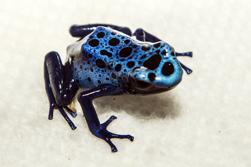 Chris Detrick  |  The Salt Lake Tribune
A blue sub-adult terribilis Dart frog during ReptiDay at the Davis County Fairgrounds Saturday August 30, 2014. ReptiDay is a one-day show and sale featuring reptiles and exotic animals. See live animals from around the world, purchase pets and pet products and learn about the creatures at live seminars and demonstrations.