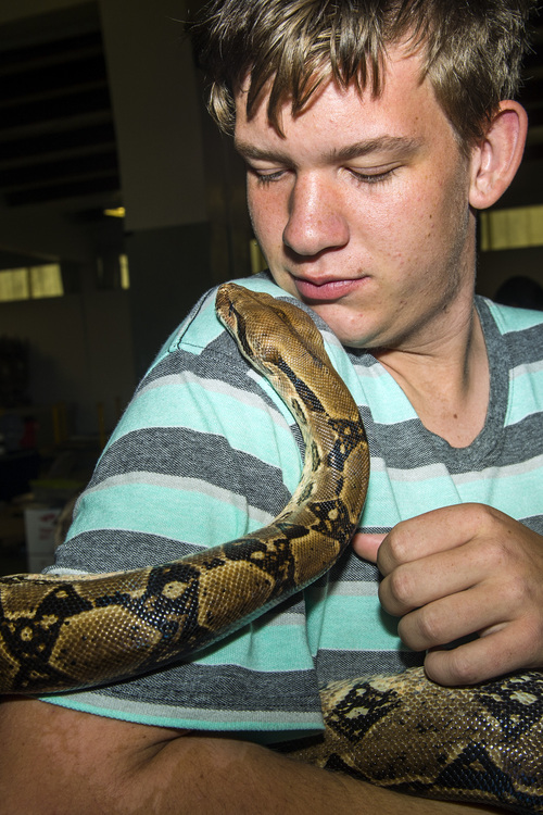Chris Detrick  |  The Salt Lake Tribune
Crystian Paiva, of Murray, holds 'Silvia,' his seven-foot, forty-pound red-tailed boa constrictor, during ReptiDay at the Davis County Fairgrounds Saturday August 30, 2014. ReptiDay is a one-day show and sale featuring reptiles and exotic animals. See live animals from around the world, purchase pets and pet products and learn about the creatures at live seminars and demonstrations.