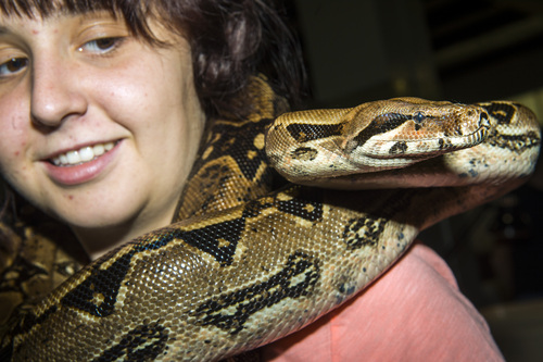 Chris Detrick  |  The Salt Lake Tribune
Mercy Smith, of Murray, holds 'Silvia,' her seven-foot, forty-pound red-tailed boa constrictor, during ReptiDay at the Davis County Fairgrounds Saturday August 30, 2014. ReptiDay is a one-day show and sale featuring reptiles and exotic animals. See live animals from around the world, purchase pets and pet products and learn about the creatures at live seminars and demonstrations.