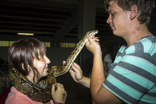 Chris Detrick  |  The Salt Lake Tribune
Mercy Smith and Crystian Paiva, of Murray, play with 'Silvia,' their seven-foot, forty-pound red-tailed boa constrictor, during ReptiDay at the Davis County Fairgrounds Saturday August 30, 2014. ReptiDay is a one-day show and sale featuring reptiles and exotic animals. See live animals from around the world, purchase pets and pet products and learn about the creatures at live seminars and demonstrations.