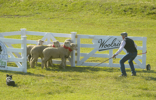 Rick Egan  |  The Salt Lake Tribune

Scott Glen separates the sheep with the help of his dog Bliss in the Sheepdog Grand Championships at Solider Hollow, Monday, Sept. 1, 2014.