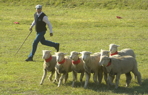 Rick Egan  |  The Salt Lake Tribune

Scott Glen separates the sheep with the help of his dog, Bliss, in the Sheepdog Grand Championships, at Solider Hollow, Monday, September 1, 2014.
