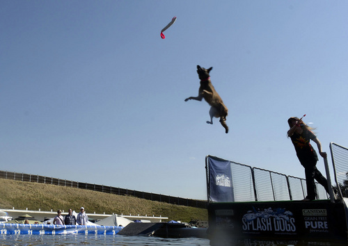 Rick Egan  |  The Salt Lake Tribune

Michon Mills, Carson City, Nev., tosses a toy into the pool as Indy jumps nearly 27 feet to try to grab it in the splash dogs competition at Solider Hollow, Monday, September 1, 2014.