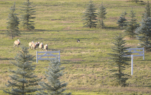 Rick Egan  |  The Salt Lake Tribune

Ron Ezeroth's dog Mick, herds the sheep through of the gates in the Sheepdog Grand Championships at Solider Hollow, Monday, September 1, 2014.