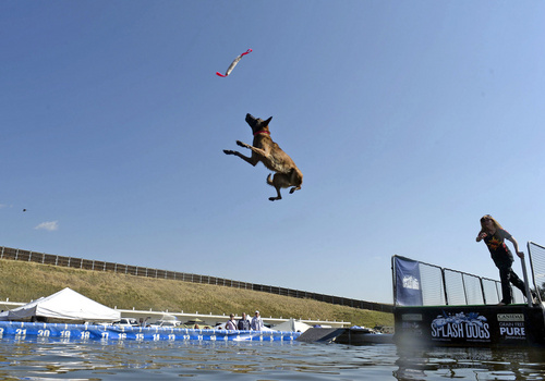 Rick Egan  |  The Salt Lake Tribune

Michon Mills, of Carson City, Nev., tosses a toy into the pool as Indy jumps nearly 27 feet to try to grab it in the splash dogs competition at Solider Hollow, Monday, September 1, 2014.