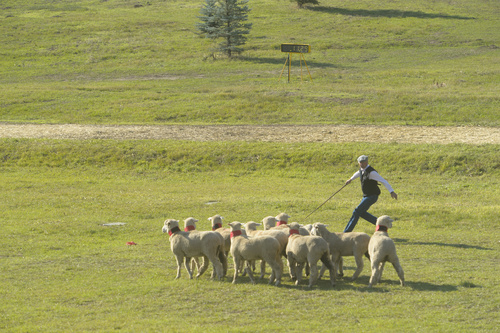 Rick Egan  |  The Salt Lake Tribune

Scott Glen separates the sheep with the help of his dog, Bliss, in the Sheepdog Grand Championships at Solider Hollow, Monday, September 1, 2014.