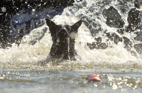 Rick Egan  |  The Salt Lake Tribune

A dog dives into the water after a ball in the splash dogs competition at Solider Hollow, Monday, September 1, 2014.