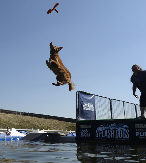 Rick Egan  |  The Salt Lake Tribune

Kirsten Bayne's dog, Indiana, jumps into the pool in the splash dogs competition at Solider Hollow, Monday, September 1, 2014.