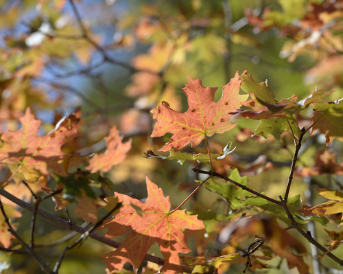 Al Hartmann  |  The Salt Lake Tribune
The first hint of autumn is in the air as maple trees start their transition from green to red Tuesday September 2, 2014, at the top of Parleys Canyon.