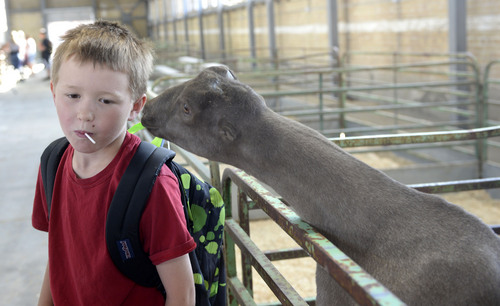 Al Hartmann  |  The Salt Lake Tribune
The Utah State Fair opens Thursday September 4, 2014. Bryan Pala, 9, on a field trip with Whittier Elementary gets sniffed by "Claire De Lune" a gentle Lamancha goat from Fire Bolt Lamanchas in Bothwell, Utah.